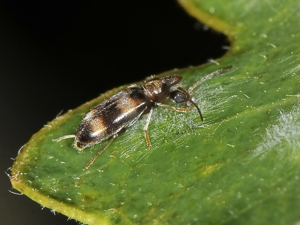 Notoxus trifasciatus e Notoxus miles italicus - (Anthicidae)